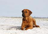 TOSA INU 226